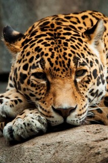 Tigris