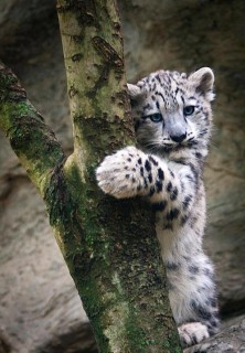 Fehér tigris