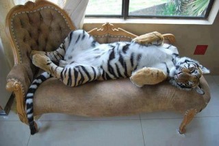 Tigris