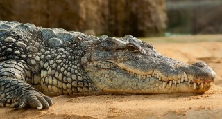 Krokodil