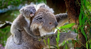 Koala