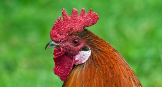 Kakas