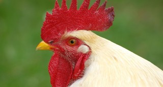 Kakas