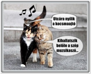 Pityokás macskák