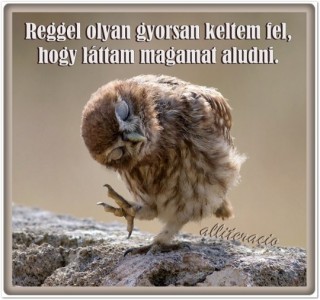Bagoly