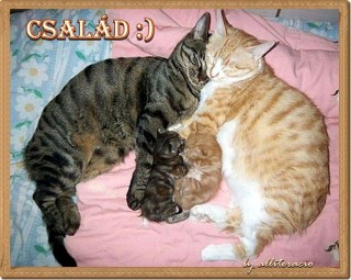 Cica család