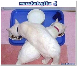 Cicák evés közben