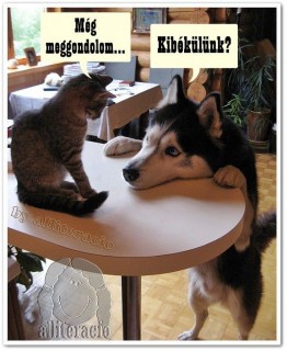 Cica és kutyus