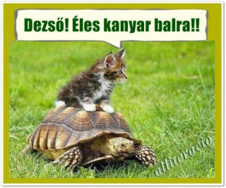 Cica és teknős