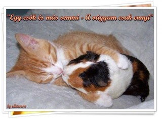 Cica és tengerimalac