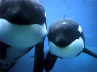 Delfin