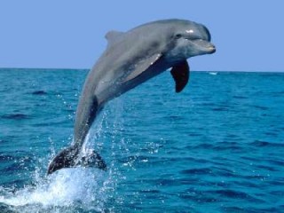 Delfin