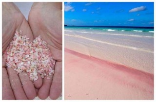 Bahama-szigetek, Harbour Island, Pink Sands Beach