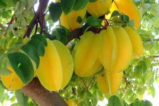 Carambola