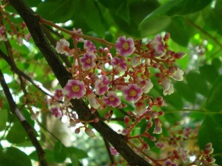 Carambola