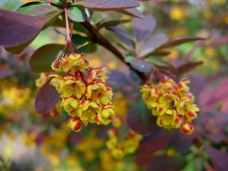 Borbolya
