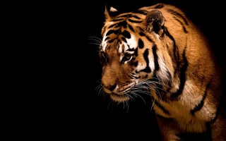 Tigris