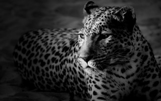 Tigris