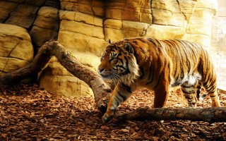 Tigris