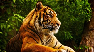 Tigris